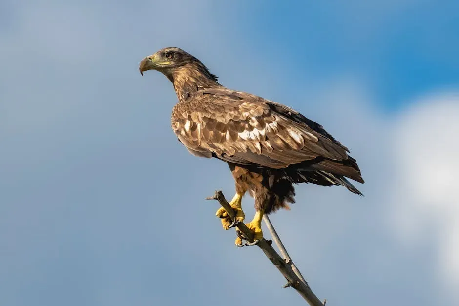 19. Bonelli's Eagle - The Mediterranean Phantom (Image Credits: Pexels)