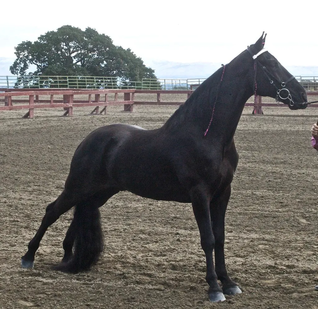 #10 – Tennessee Walking Horse: The Gaited One-Person Specialist (Just chaos, Flickr, CC BY 2.0)