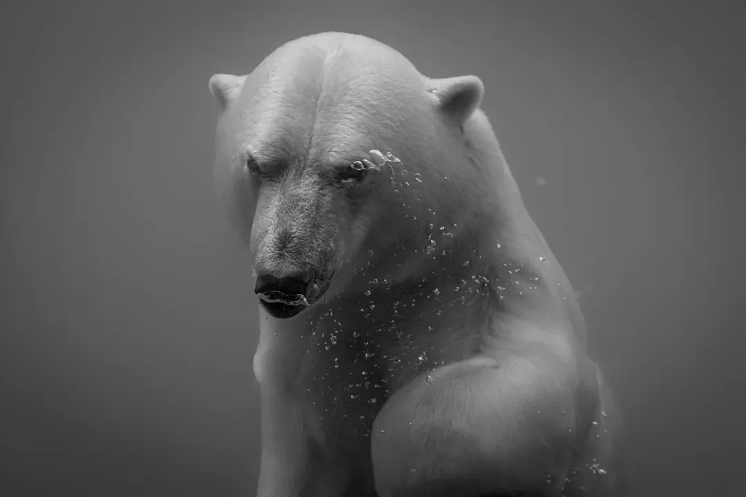 Aries: The Giant Short-Faced Bear (Image Credits: Unsplash)