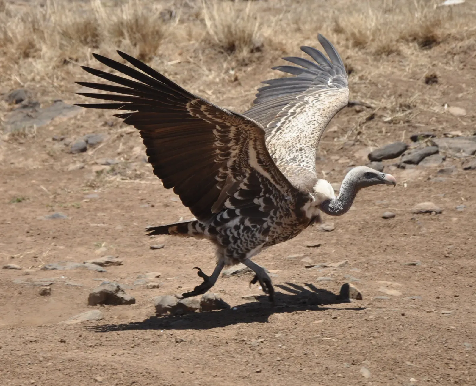 Nature's Cleanup Crew (Image Credits: Wikimedia)