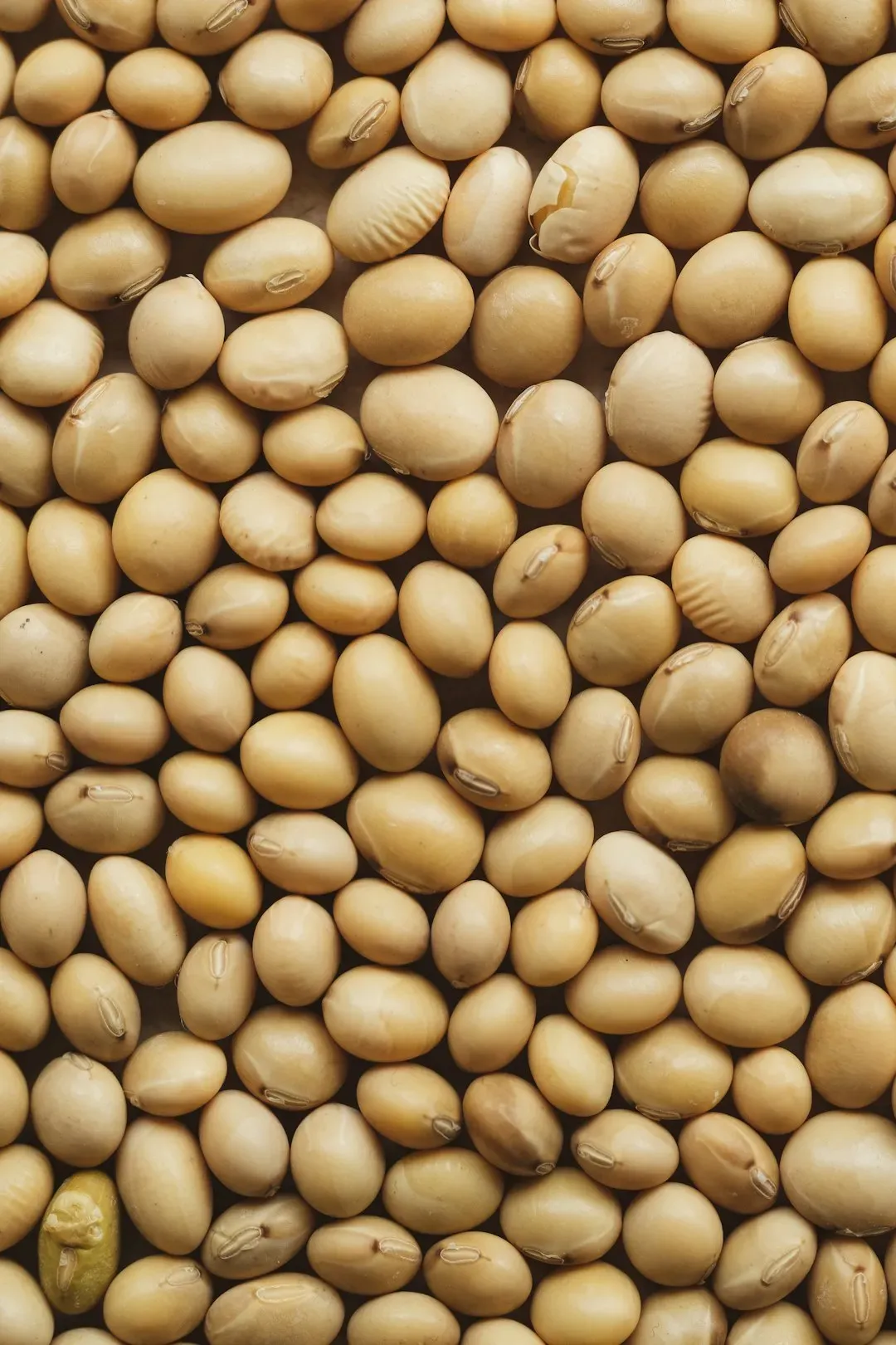 #5 Bush Beans (Image Credits: Unsplash)