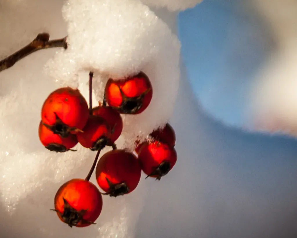 Shrubs With Berries: Nature's Pantry All Winter Long (Image Credits: Flickr)