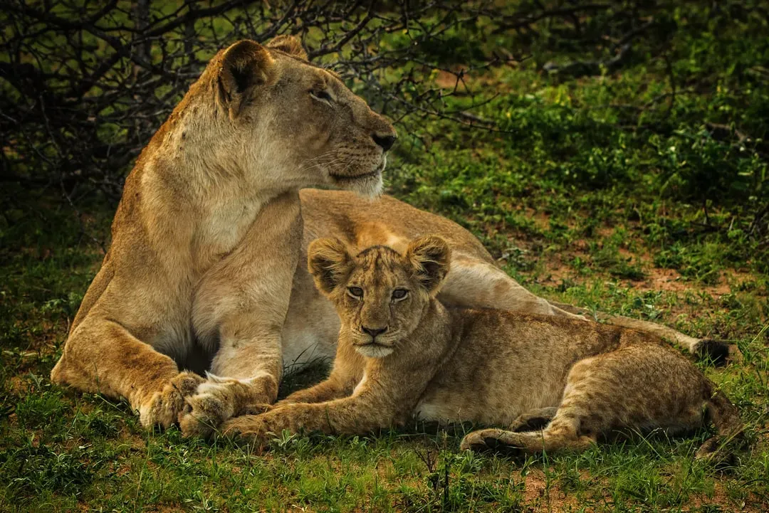 Mating and Parenting on Their Own Terms (Image Credits: Unsplash)