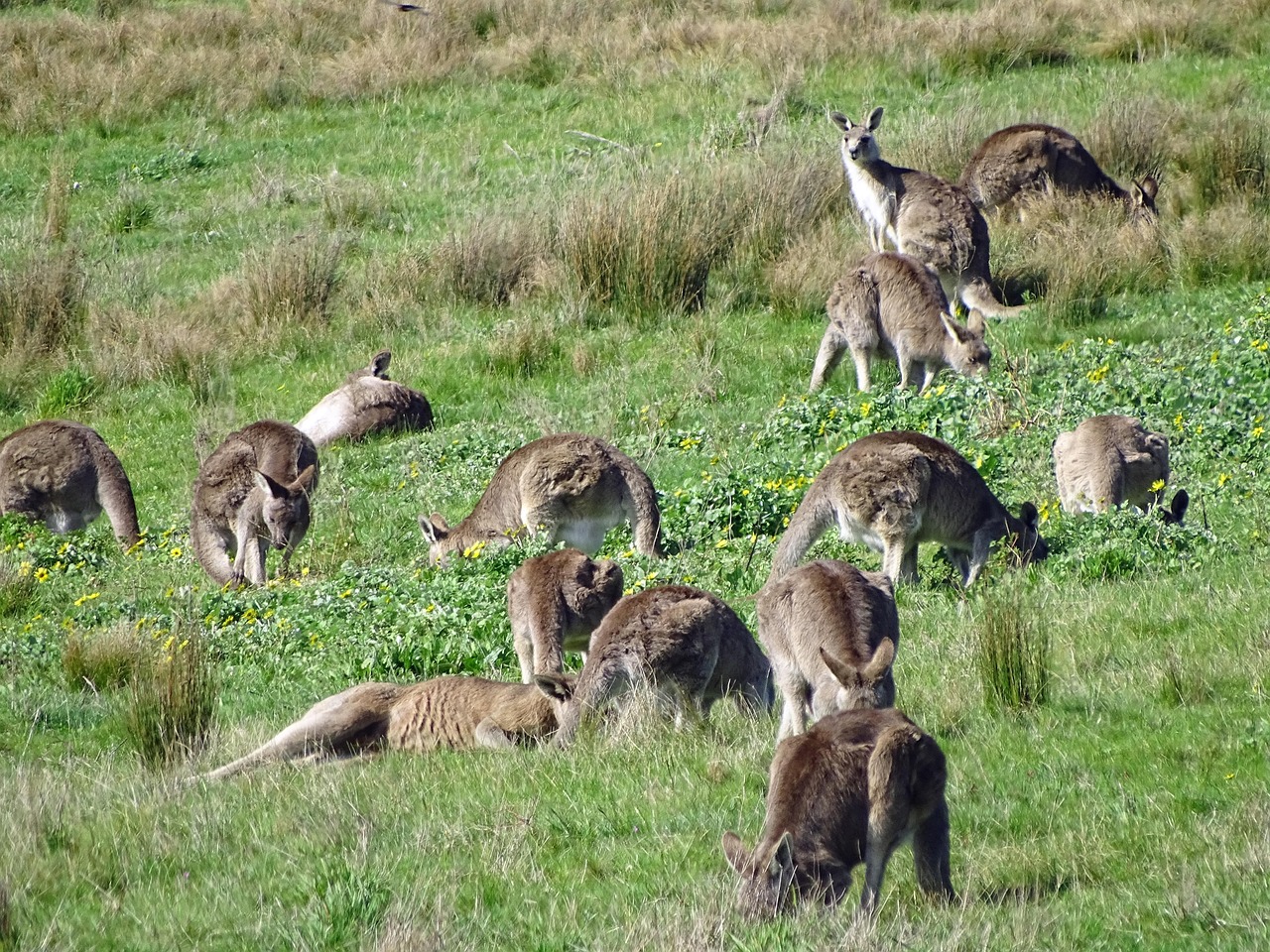 Social Dynamics and Group Protection (Image Credits: Pixabay)