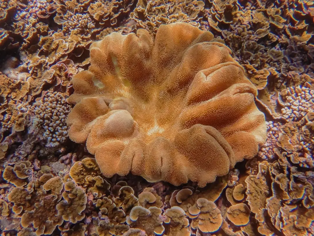 Ocean Quahog Clams: The 500-Year Filter Feeders (Image Credits: Unsplash)