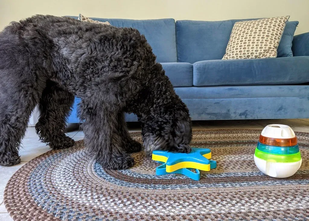 Mental Stimulation Keeps Their Brains Young (Image Credits: Flickr)