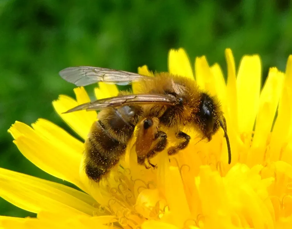 Climate Change Is Making Life Harder for Bees (Image Credits: Flickr)