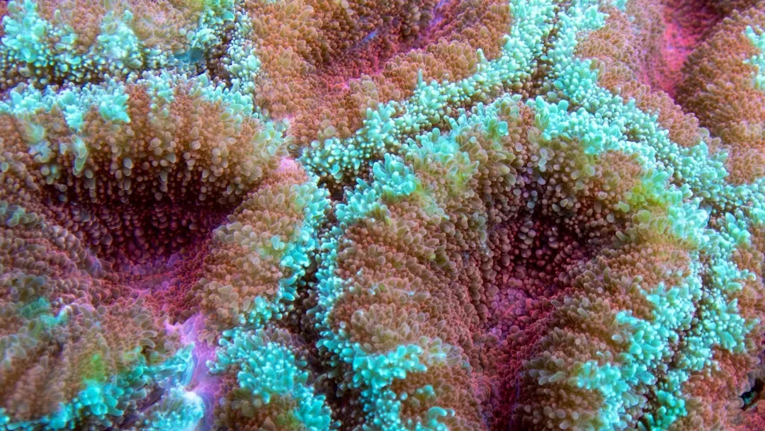 Coral Polyps: The Underwater City Builders (Image Credits: Unsplash)