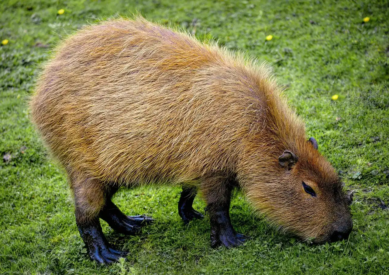 #1. Capybara (Image Credits: Pixabay)
