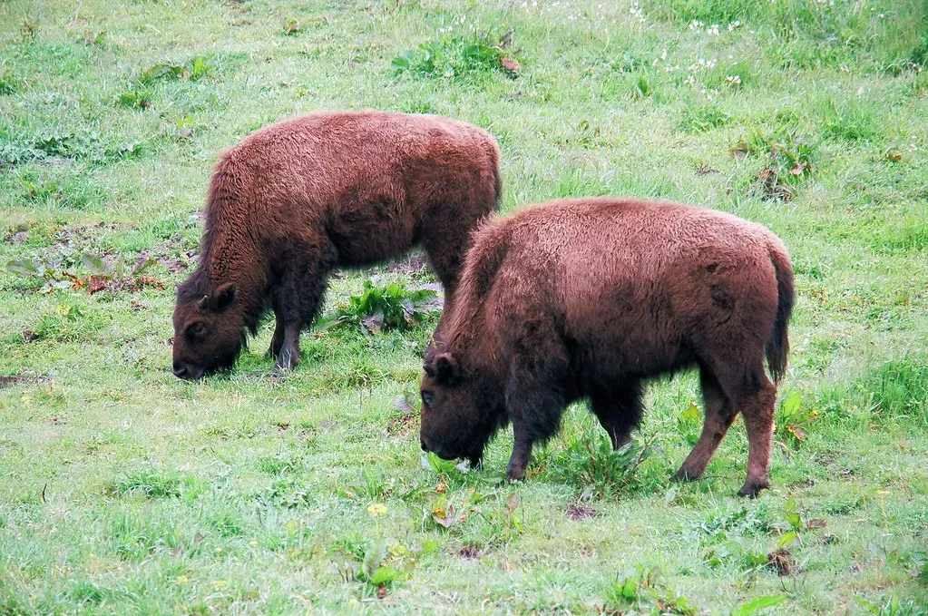 They're Ecosystem Engineers Who Shape the Land (Image Credits: Flickr)