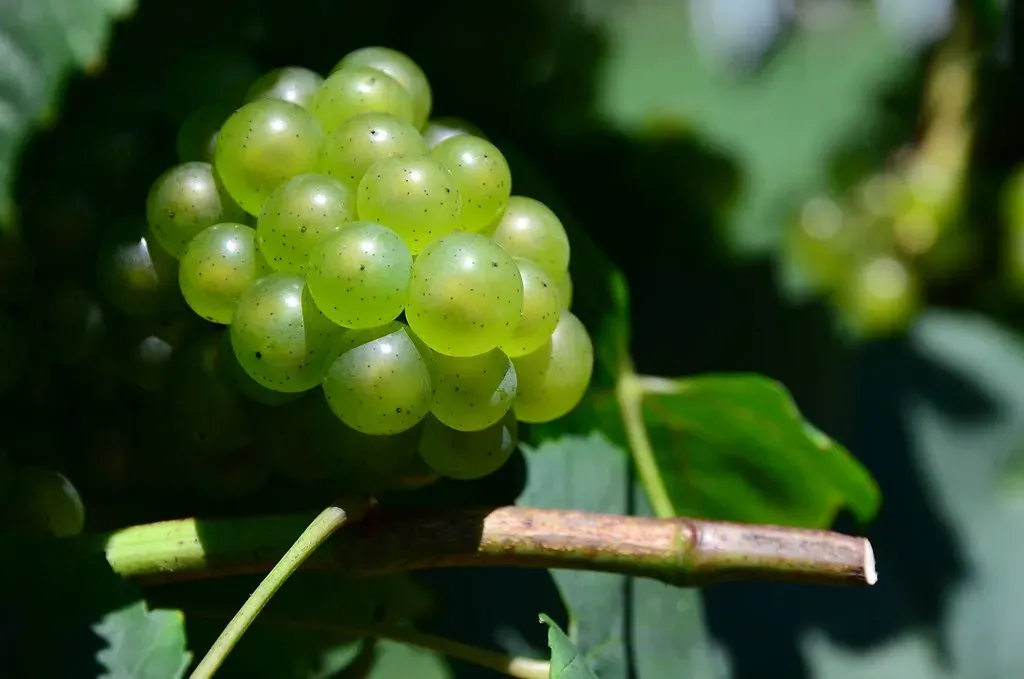 1. Grapes and Raisins - The Tiny Killers (slgckgc, Flickr, CC BY 2.0)
