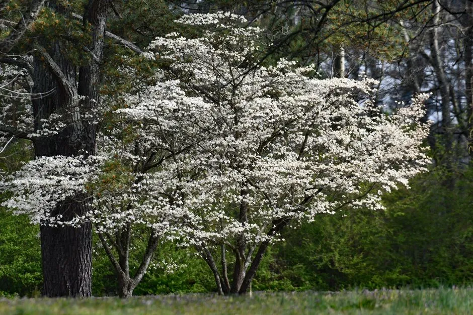 #1 - Native Dogwoods (Cornus florida & Others): The Backyard Keystone You Feel Immediately (Image Credits: Pexels)