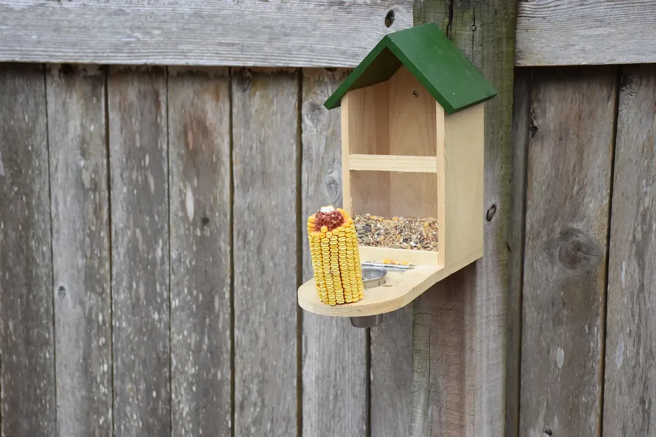 Bird Feeders and Fallen Seed (Image Credits: Pixabay)