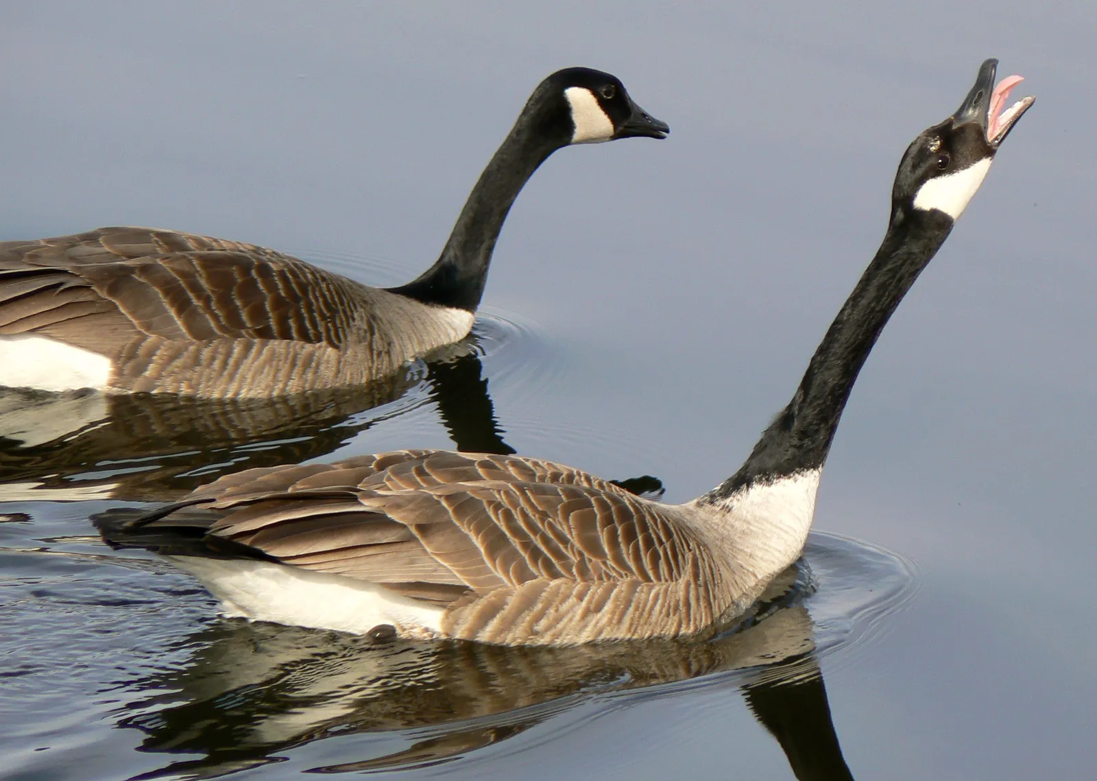 3. Canada Geese: Honking, Hissing, and Not Backing Down (By MONGO, CC BY-SA 3.0)