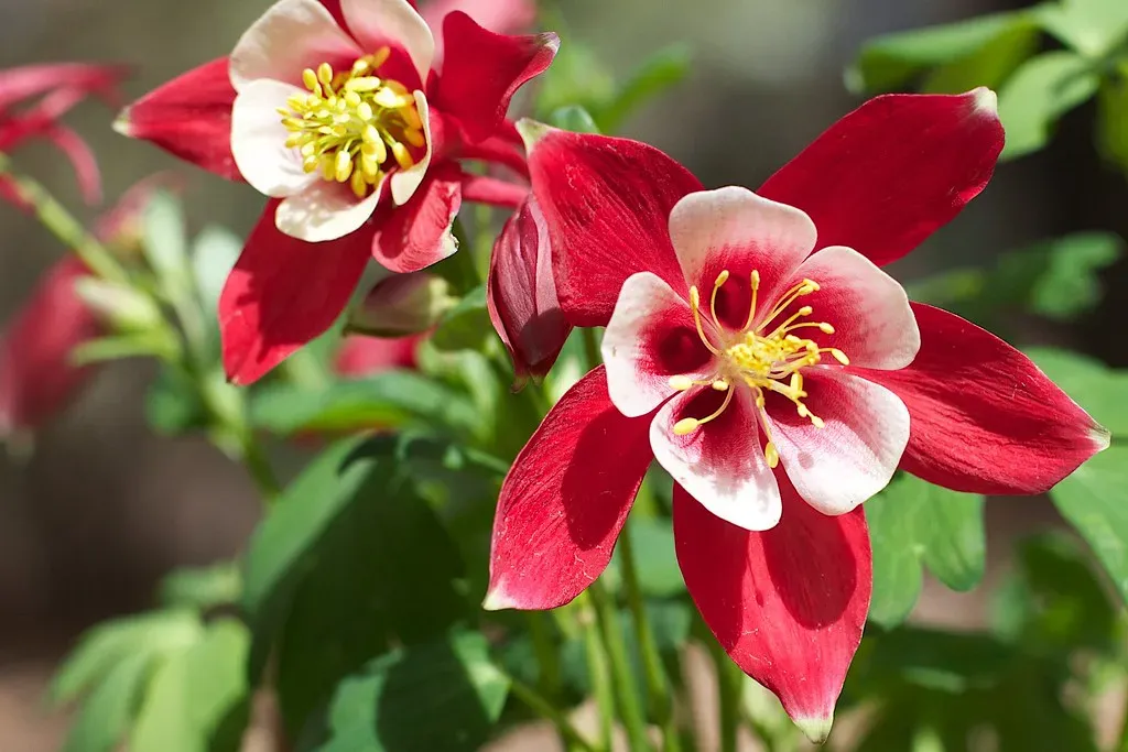 Colorado Rocky Mountain Columbine: Elevated Beauty and Protection (Image Credits: Flickr)