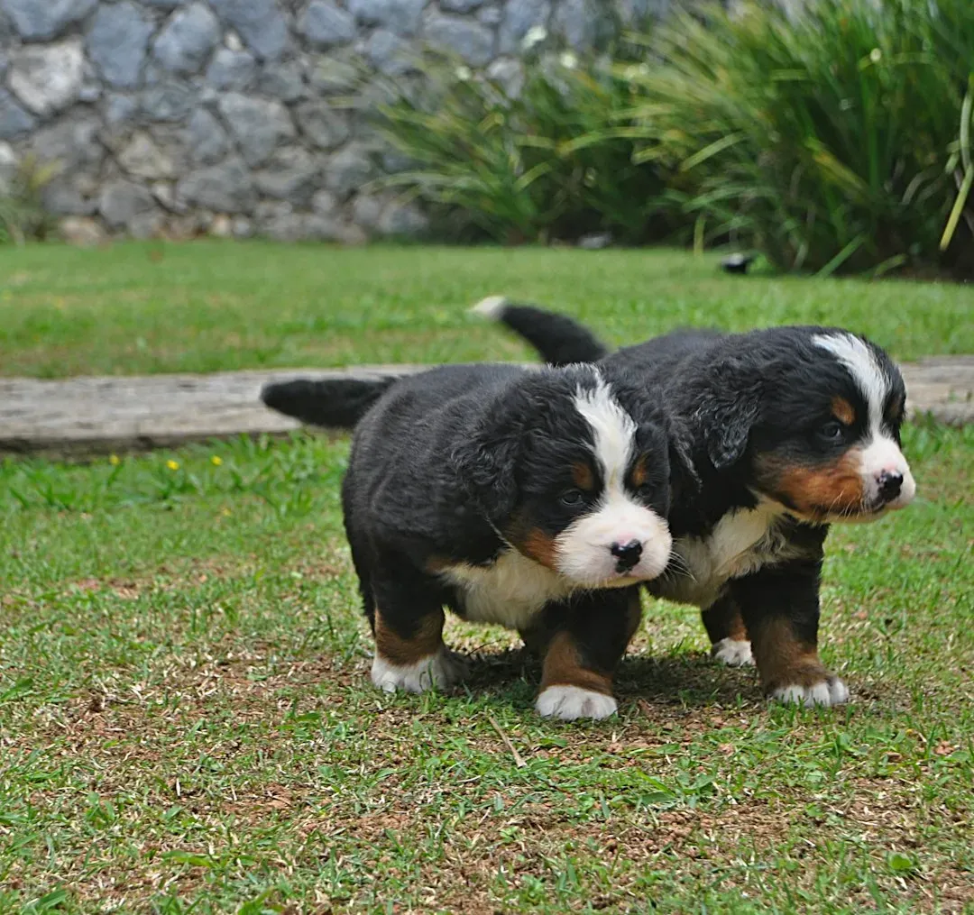 6. Bernese Mountain Dog: Big Bear Energy, Gentle Soul (Image Credits: Unsplash)