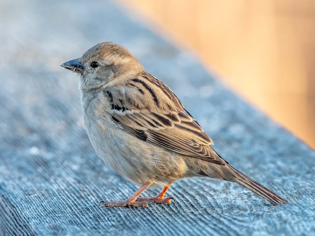 #6 - House Sparrow and Urban Regulars: Exploiting Human Heat Islands (Image Credits: Unsplash)