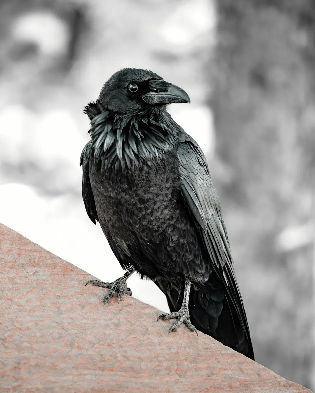Unveiling the Raven's Memory: A Surprising Discovery (Image Credits: Unsplash)