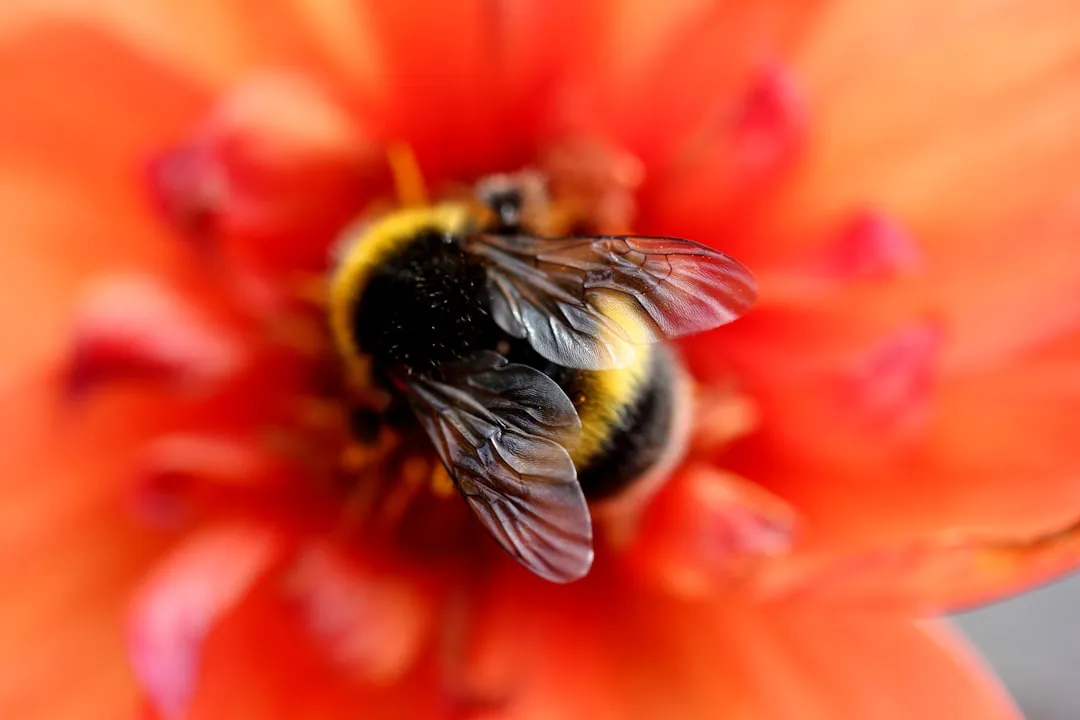 From Copycats to Innovators: Bees Improving on What They See (Image Credits: Unsplash)