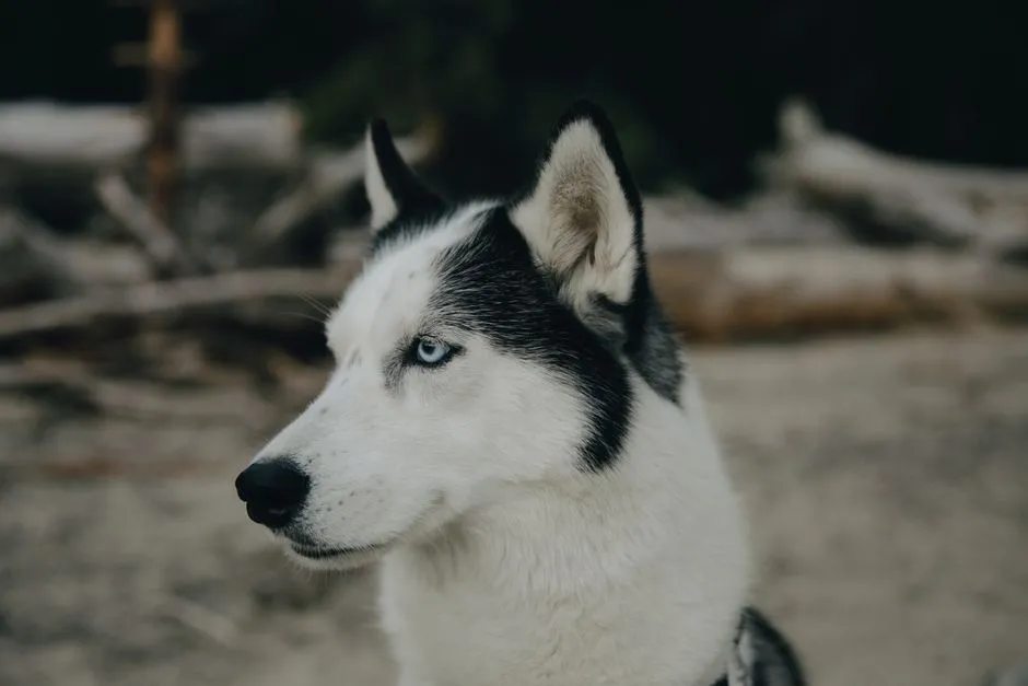 Sagittarius and the Siberian Husky (Image Credits: Pexels)