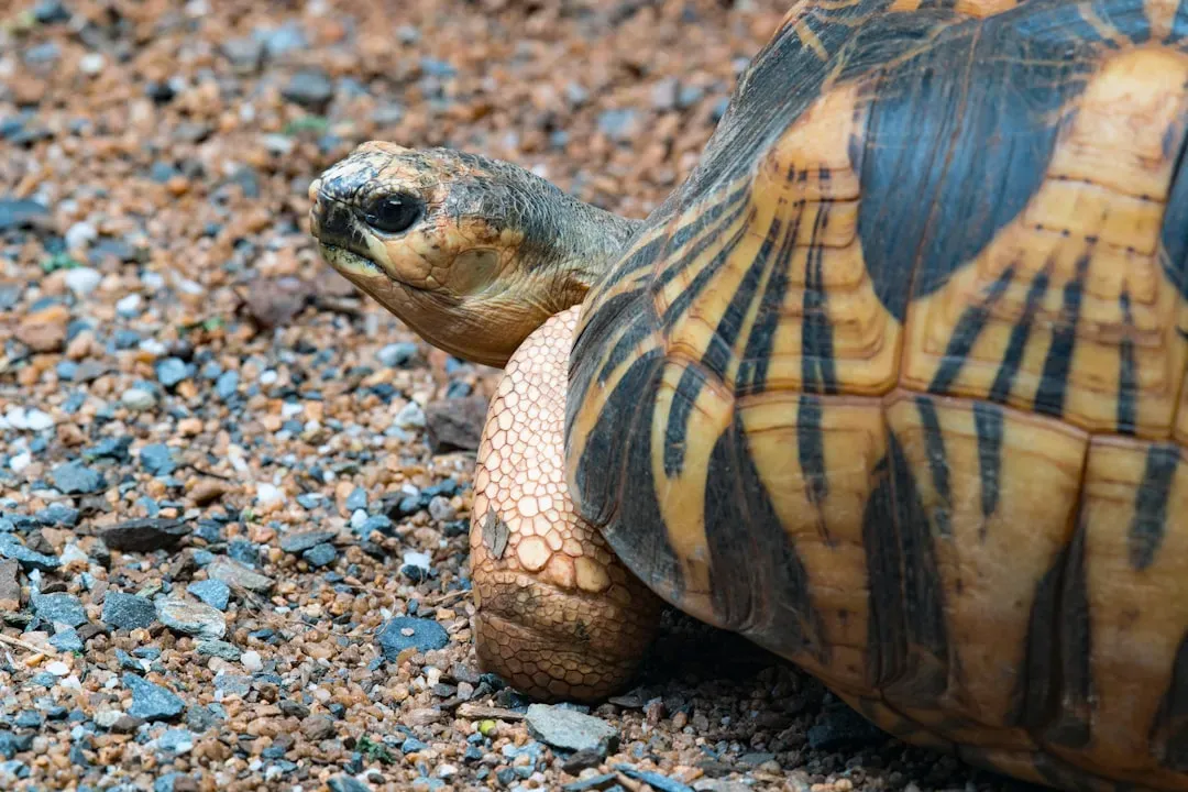 Geometric Tortoise: Living Art Under Threat (Image Credits: Unsplash)
