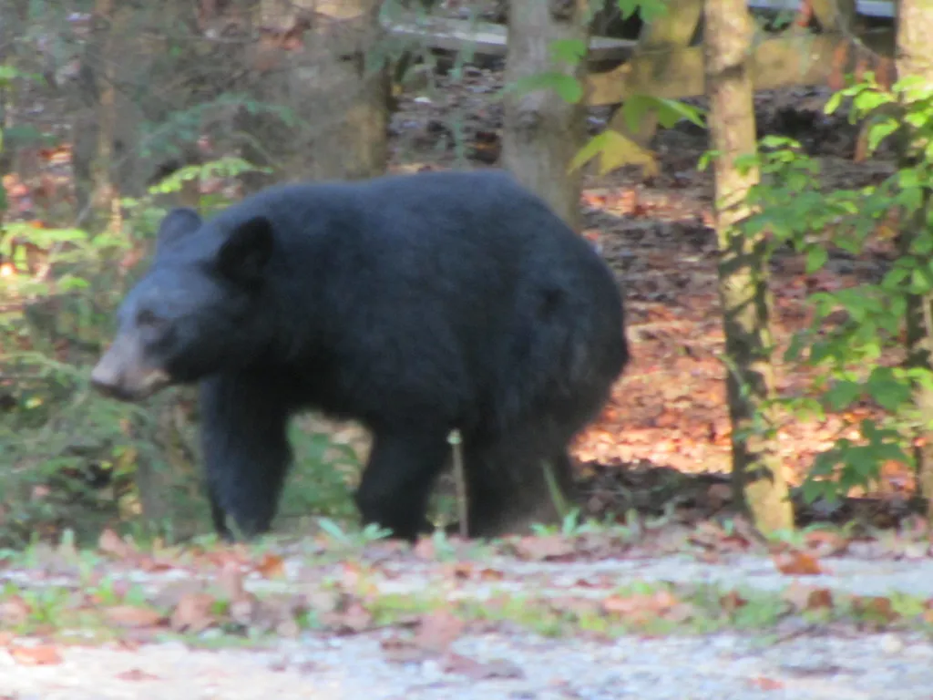 #8 North Carolina (davidwilson1949, Flickr, CC BY 2.0)