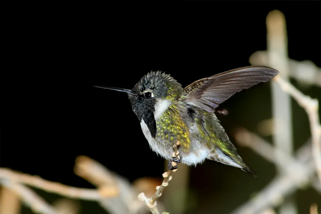 #10 - Their Nights Get Colder, on Purpose (Flickr: Male Costa's Hummingbird (Calypte costae)..... 3 of 3 in set, CC BY 2.0)