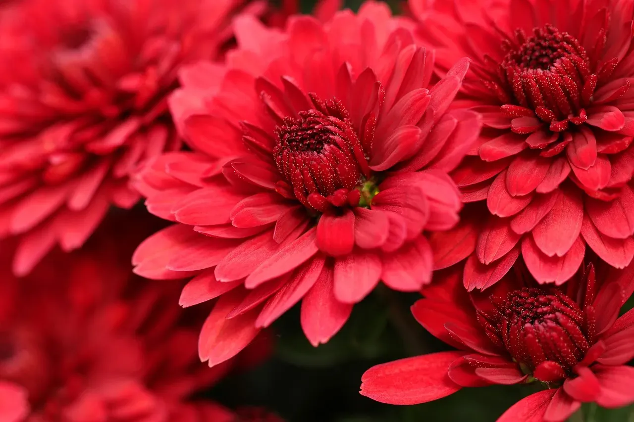 Virgo (August 23 – September 22): Chrysanthemum (Image Credits: Pixabay)