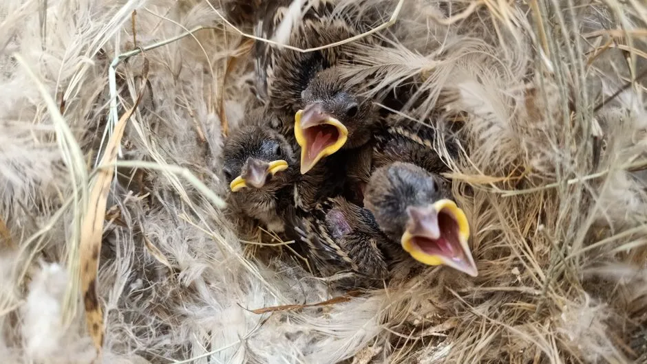 8 - Offer Natural Nesting Materials (Image Credits: Pexels)