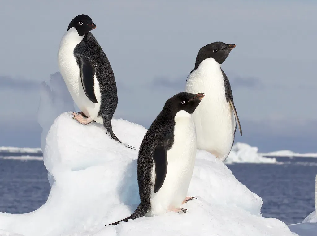 Adelie Penguins: Forced to Move, Forced to Adapt (Gregory "Slobirdr" Smith, Flickr, CC BY-SA 2.0)