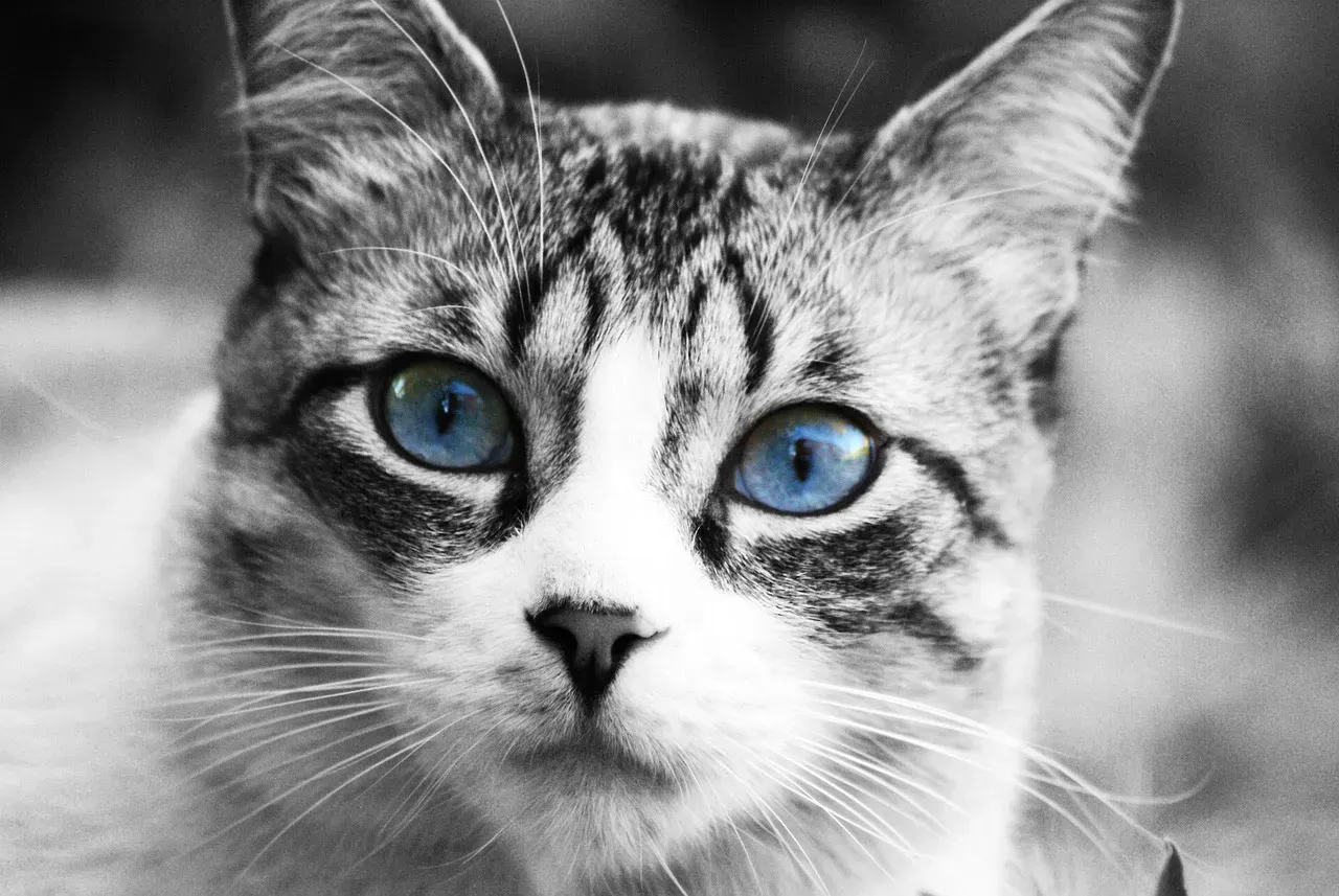 When Slow Blinking Indicates Something Else (Image Credits: Pixabay)