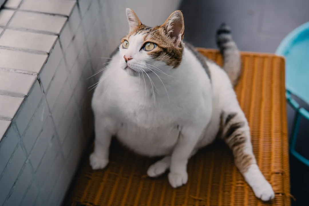 #10 - Sudden, Unexplained Weight Loss (Image Credits: Unsplash)