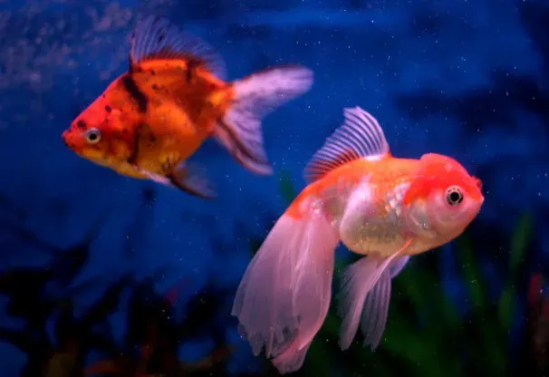 #1 Pisces (Balakrishnan Valappil, Flickr, CC BY-SA 2.0)