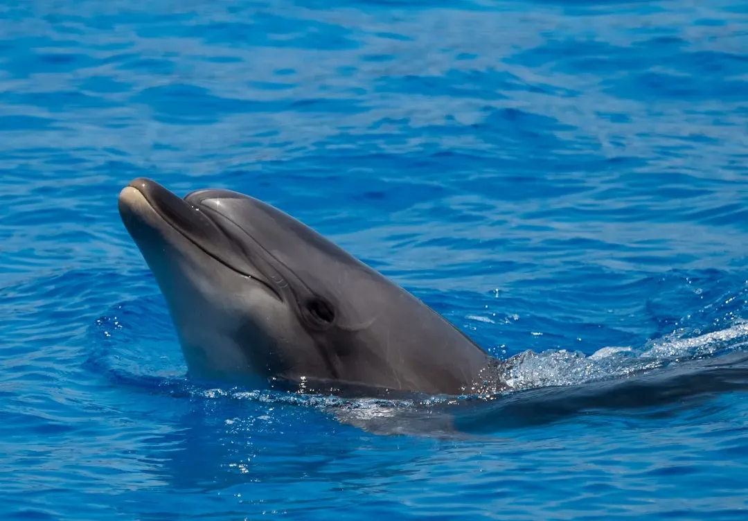 Insights Into Animal Self Awareness (Image Credits: Unsplash)