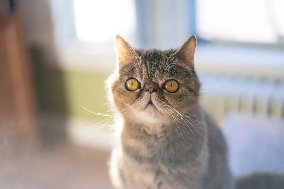 #9 - Exotic Shorthair (Image Credits: Unsplash)
