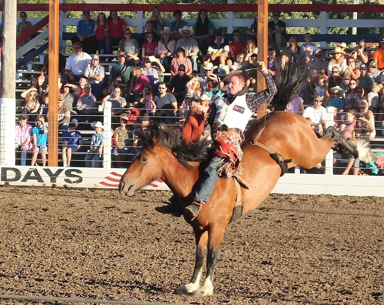 #10  Early Bucking Gets Laughed Off Until It Gets Dangerous (Image Credits: Pixabay)