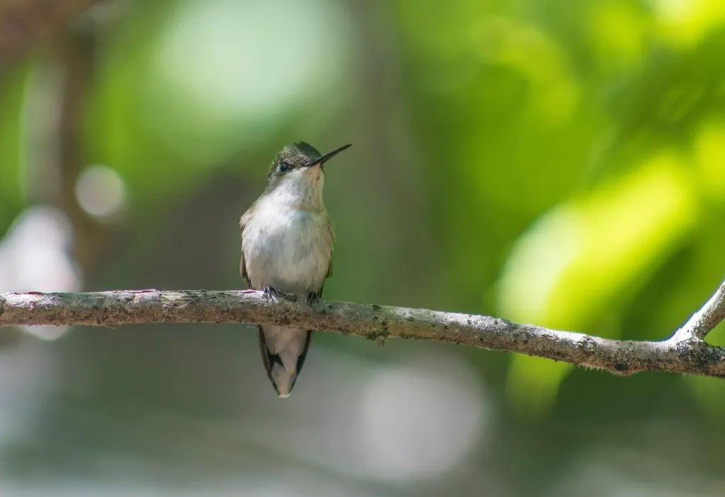 #13 - Their Favorite Perch Suddenly Becomes a Command Center (Image Credits: Rawpixel)