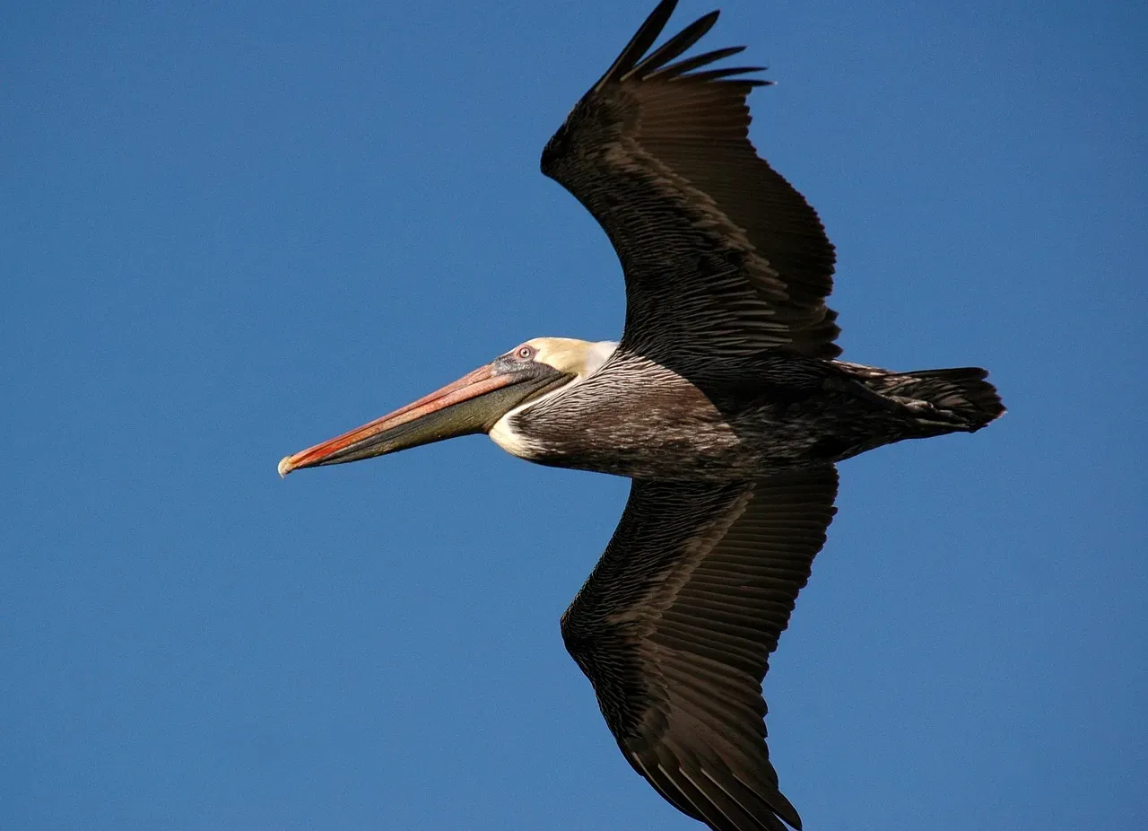 4.  Are Surprisingly Gifted Fliers (Image Credits: Pixabay)