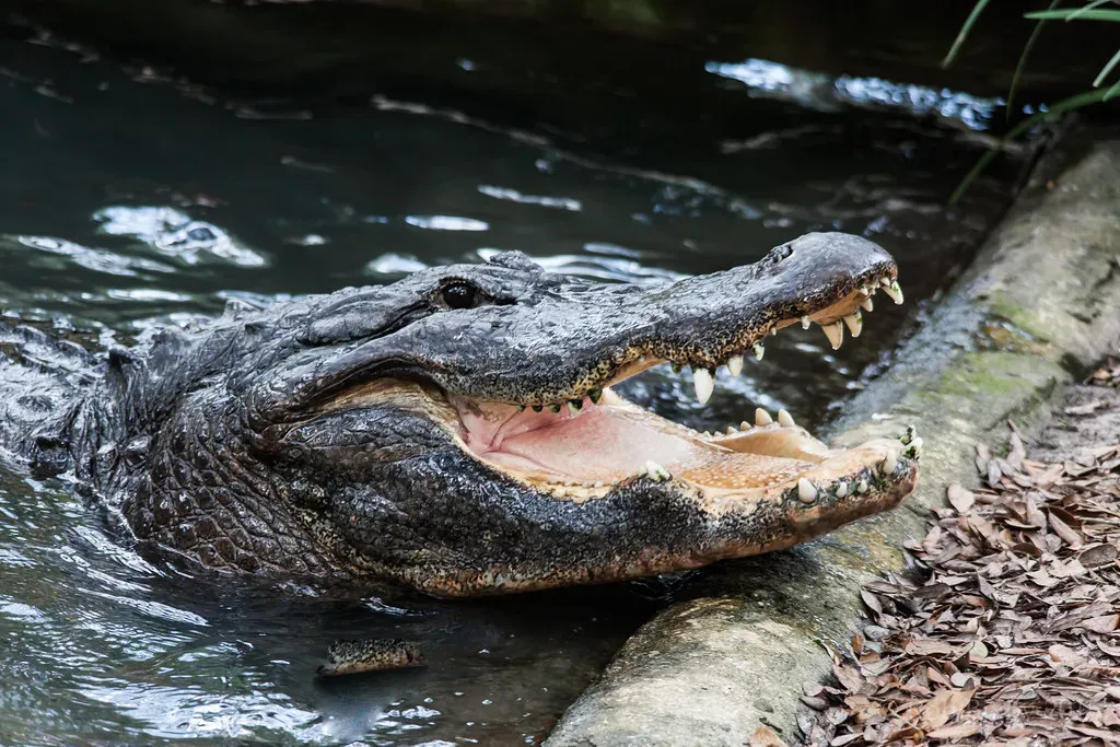 Reproductive Strategies Favor Population Stability (Rob Bixby, Flickr, CC BY 2.0)