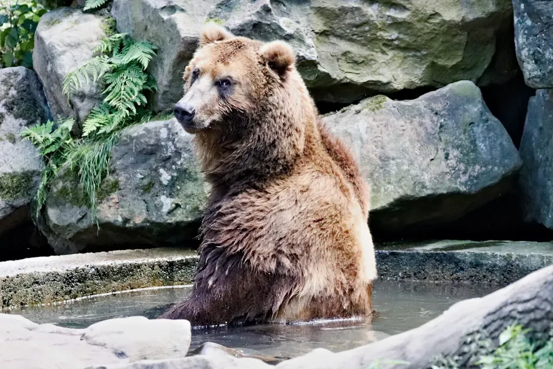 Virgo Connects With the Bear's Introspection (Image Credits: Unsplash)