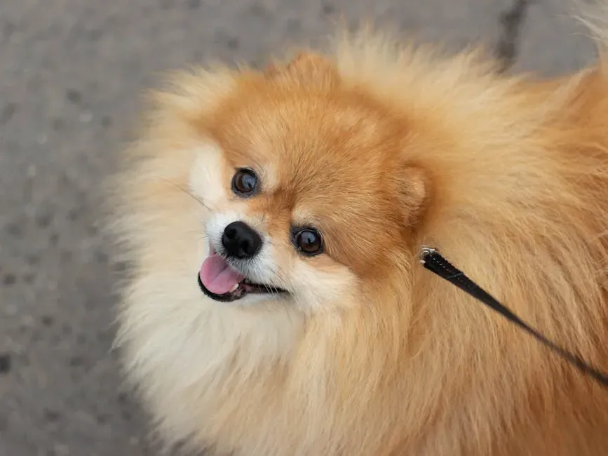 #10. Pomeranian (Image Credits: Pexels)