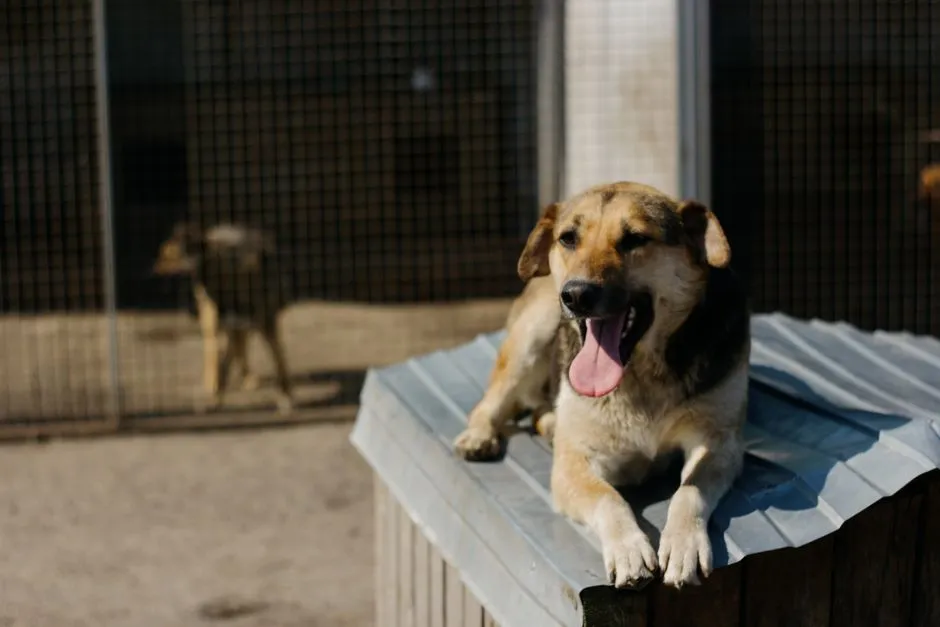 #6 - Their Response to Other Dogs' Barking (Image Credits: Pexels)