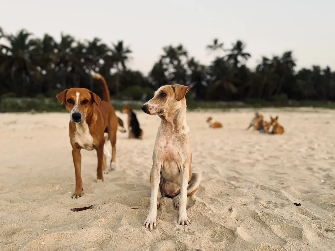 #31 - Letting Dogs Roam the Neighborhood Freely (Image Credits: Unsplash)