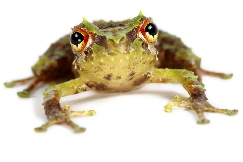 5. The Northern Green Rainfrog (Pristimantis sp.) (Image Credits: Flickr)