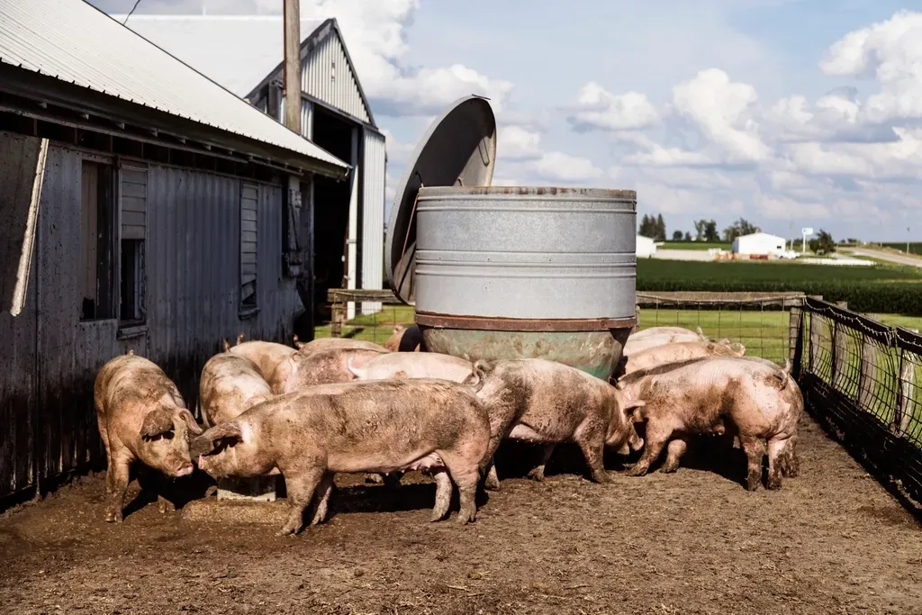 Iowa Dominates the Pork Industry (Image Credits: Rawpixel)