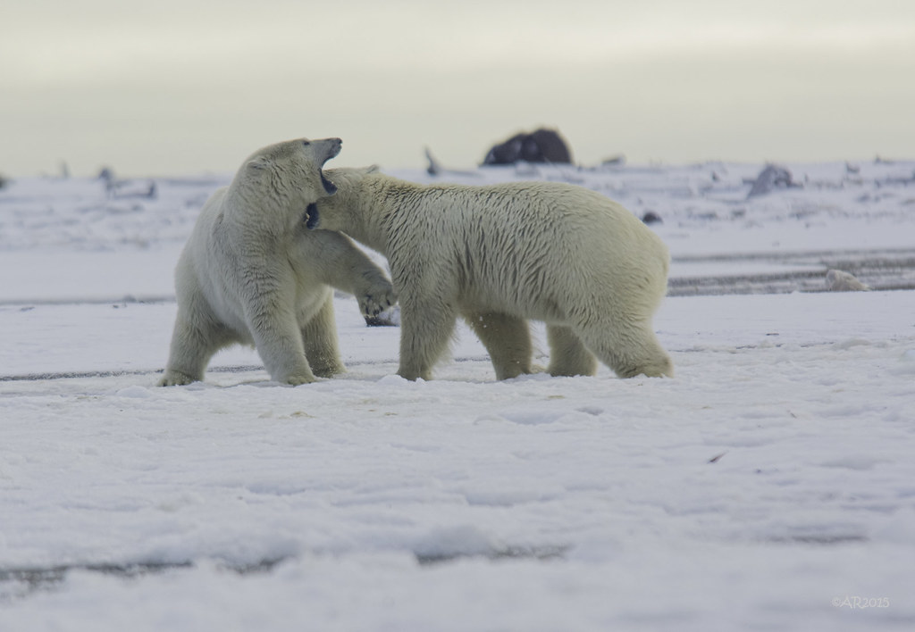 Polar Bear (Image Credits: Flickr)