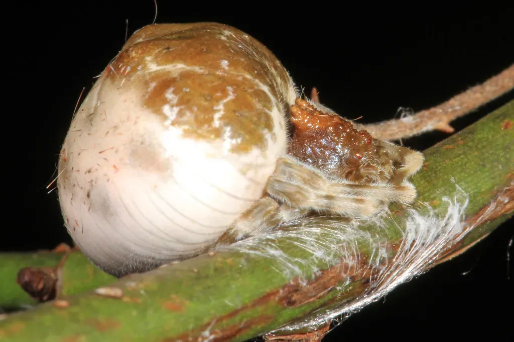 The Bolas Spider’s Chemical Trap (Judy Gallagher, Flickr, CC BY 2.0)