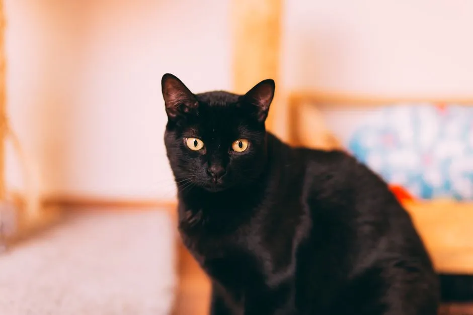 #31 - Bombay: Velcro Cats Who Still Want Footing (Image Credits: Pexels)