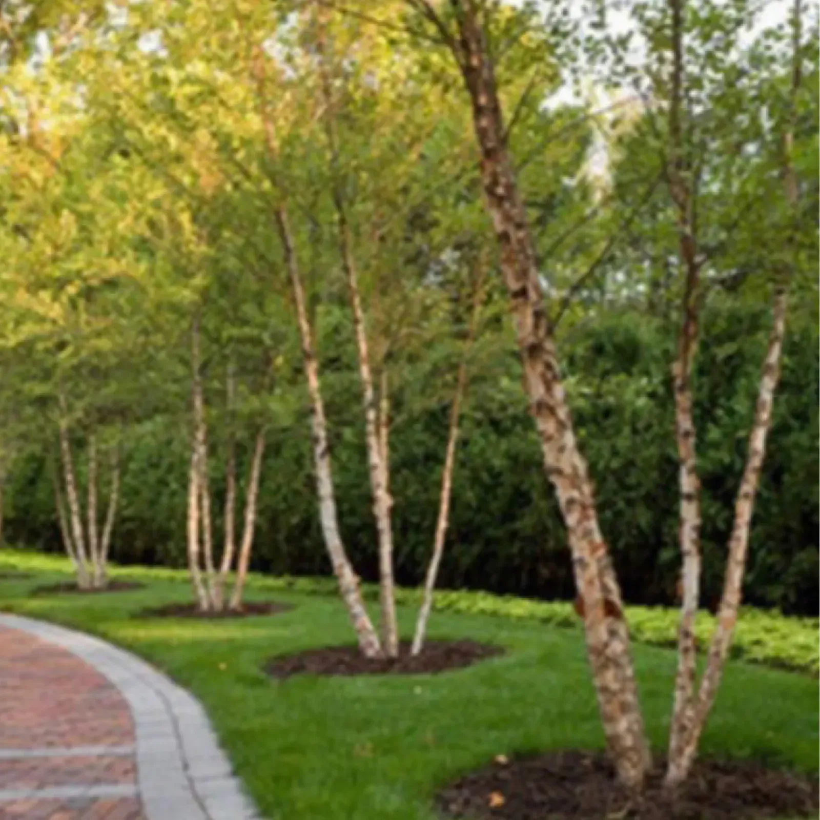 #7. River Birch (Betula nigra) (Image Credits: Source: wikimedia)