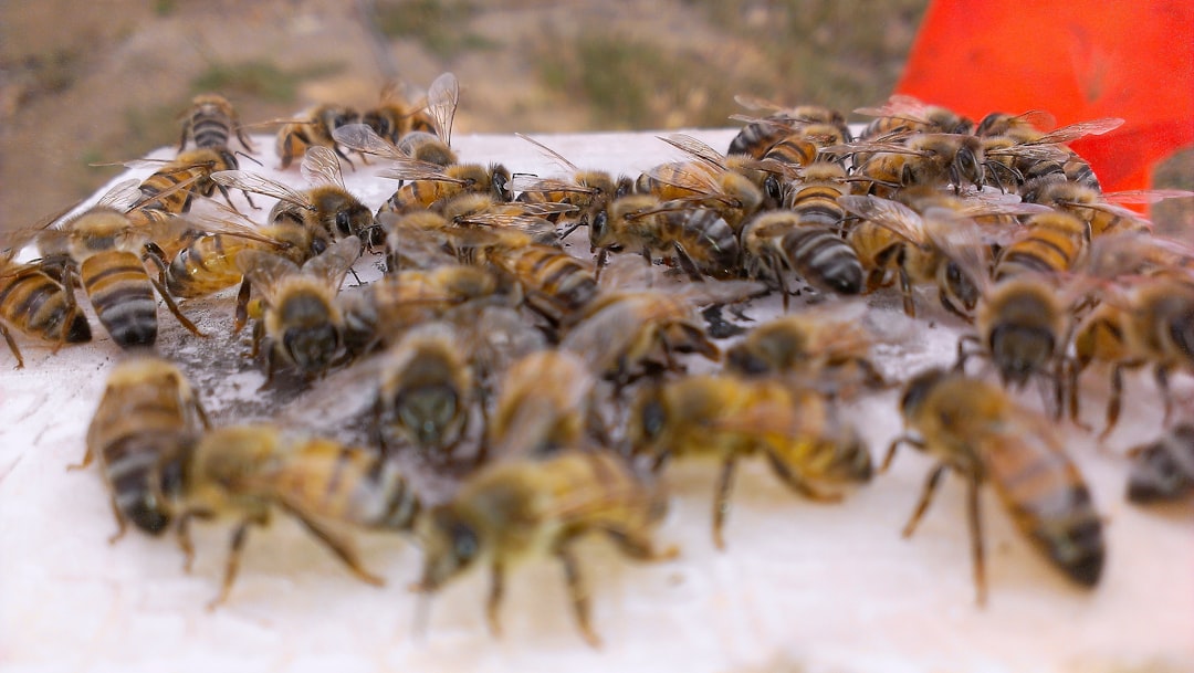 Bees Making Democratic Decisions (Image Credits: Unsplash)